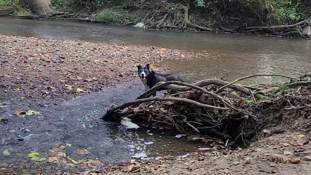 Inexplicable Barking